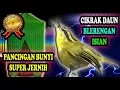 Download Lagu Suara Cikrak Daun Gacor - Cikrak Daun Gacor Isian - Blereng Gacor