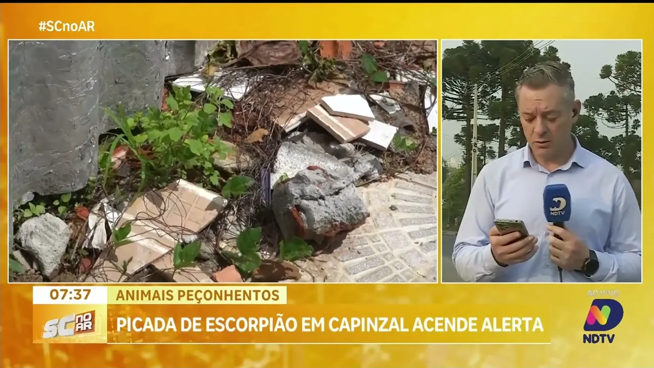 Mulher é picada por escorpião-marrom na cidade de Capinzal; situação acende alerta