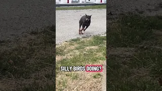 Canadian geese ￼.. SUBSCRIBE  #fypシ #Fyp #Dream #pets #doberman