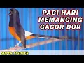 Download Lagu Pancingan pagi hari murai batu gacor super fighter melatih lawan bongkar materi