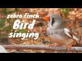 amazing bird Morning bird song | Zrbra Finch bird sound singing