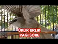 Lagu Suara Trucuk Gacor Ropel Uklik Uklik Pagi Sore