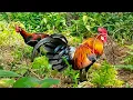Download Lagu TERNYATA YANG DATANG AYAM HUTAN TUA, PANTAS SAJA PIKAT NYA NGIPAS