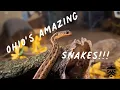 Meet a Few of Ohio s Amazing Snakes