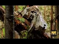 In action Pape Machinery Forestry Equipment