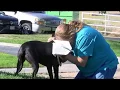 Deeming dogs dangerous in the city of Amarillo