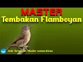 Download Lagu Master Tembakan Flamboyan