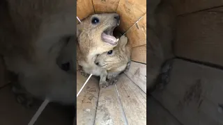 Why Is He Screaming At Me NOW