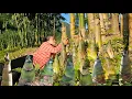 Download Lagu Harvest giant bamboo shoots, make pickled bamboo shoots with garlic \u0026 chili take to market to sell
