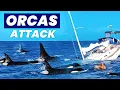 Lagu Why Orcas are ATTACKING Human Boats