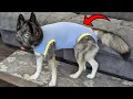This Surgical Suit Is Perfect for Your Dogs Recovery