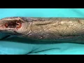 External Anatomy of a Lamprey Petromyzontiformes