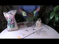 How to Repot Orchids in Orchid to Get Plants out of Moss