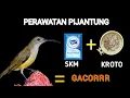 Lagu TRIK BURUNG PIJANTUNG GACOR. Cara menggacorkan burung pijantung