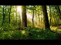 Download Lagu Peder B. Helland - Deep in the Forest (Radio Edit)