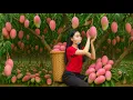Download Lagu Harvesting Millions of Pink Mangoes for Market Sale | Relaxing Village Life