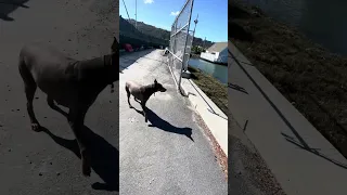 #fyp #dream #youtube #pets #doberman