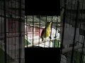 Download Lagu Korlap ijoan gacor | wiceh | mangar | pancingan Kolibri kelapa biar cepat bunyi #birds #kolibri