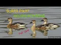 Download Lagu SUARA PIKAT BELIBIS KEMBANG Full 1jam