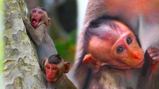 The mouth of a cute little monkey is sucking and then showing off its playful walking