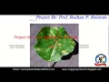 Apple Leaf Disease Detection Using CNN With Source Code Apple Leaf Disease Prediction Python Project