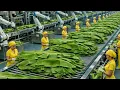 Lagu Di Dalam Pabrik Pengolahan Daun Pisang Berteknologi Tinggi Terbesar yang Belum Pernah Anda Lihat