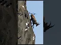Download Lagu Drone Footage: Mountain Goat Races Up a Steep Slope with Incredible Agility 🐐/Peak Climb