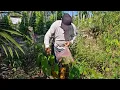 Download Lagu MENCARI DAUN GETAH UNTUK BUAT LAUK MALAM INI //