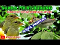 Download Lagu Suara pikat cit kemade betina ampuh 100% #suarapikat #masteranburung Download Lagu Suara pikat cit kemade betina ampuh 100% #suarapikat #masteranburung