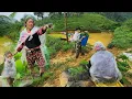 Download Lagu 3 single father and son work as hired laborers pulling rice seedlings for food