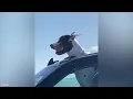 Funniest Dogs On The Internet Right Now 😂 Best Funny Animals 2026