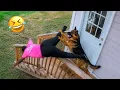 Funniest Dogs On The Internet Right Now Best Funny Animals 2026