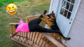 funniest dogs on the internet right now best funny animals 2026