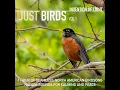 Happiness Is a Birdsong