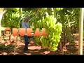 Download Lagu Produção de banana em Jaíba (MG)  | GLOBO RURAL 18/05/2025