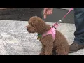 Camp Bow Wow shares tips when bringing a puppy home