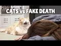 Download Cats vs Fake Death mp4 3gp mp3 videos - waplic