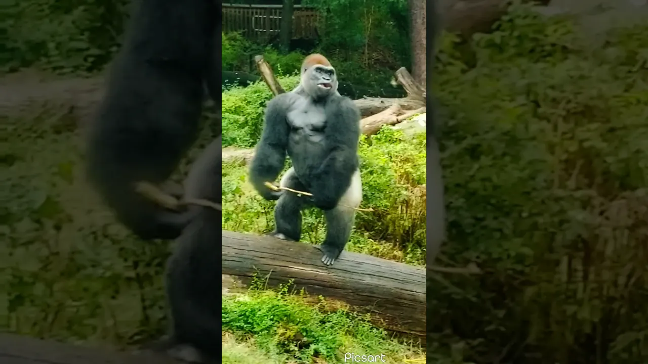 Chomping Gorilla.