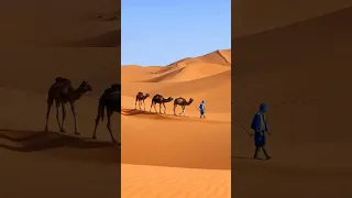 اغنيه اسد وقال للجمل نفسي اسألك سؤلين دندنها