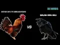 DJ SALAH APA AKU - versi AYAM VS GAGAK