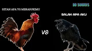 Download DJ SALAH APA AKU - versi AYAM VS GAGAK MP3