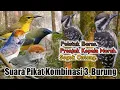 Download Lagu Suara Pikat Burung Pelatuk Beras. Prenjak Kepala Merah. Sogok Ontong. PALING TOP..