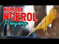 Lagu KENARI GACOR PANJANG Emosi Cuit Cuit NGEROL AMPUH utk Pancingan Kenari Paud dan Masteran Murai Batu 