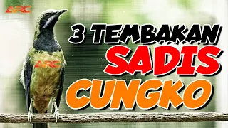 tiga lagu menghipnotis juri di lapangan isian cungko mewah masteran gampang di tiru