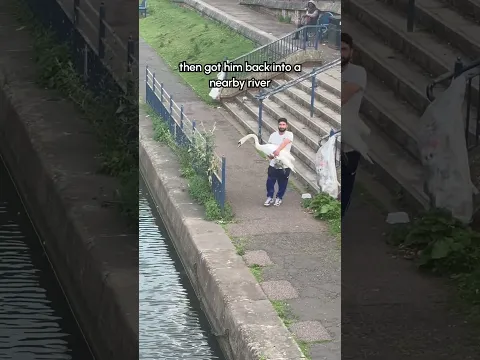 Man Helps Tired Swan Cool Down and Return to Water