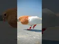 Download Lagu Pigeon flying Kabootar ki video #kabootar #shorts #short #youtubeshorts