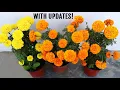 Download Lagu Cara TERBAIK Untuk Mendapatkan LEBIH BANYAK Bunga di Tanaman Marigold