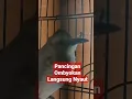 Download Lagu Pancingan Trucukan Stress Macet Bunyi, Trucuk Bahan Ombyokan Bakalan Nyaut Respon Dengar Suara Ini