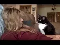 Download Lagu Cat politely asking to get petted
