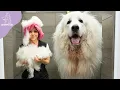 Emotional Owner Reaction Great Pyrenees Dog s First Bath After 4 Years